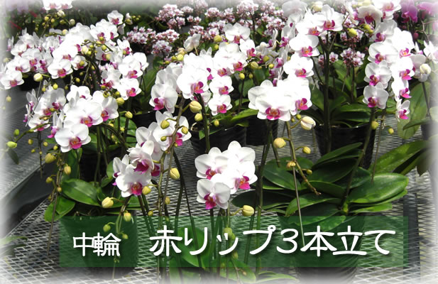 �Ӓ����@�ԃ��b�v3�{����