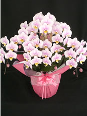 �Ӓ���������q7�{����