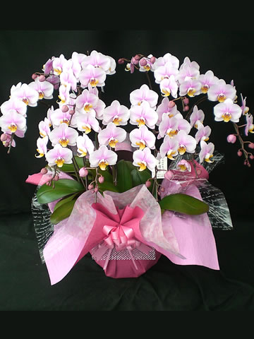 �Ӓ����@������q8�{����