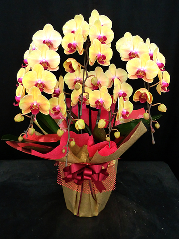 �Ӓ����`�F���V���N�C�[��5�{����
