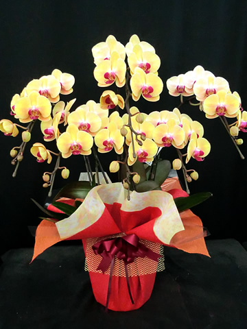 �Ӓ����`�F���V���N�C�[��6�{����
