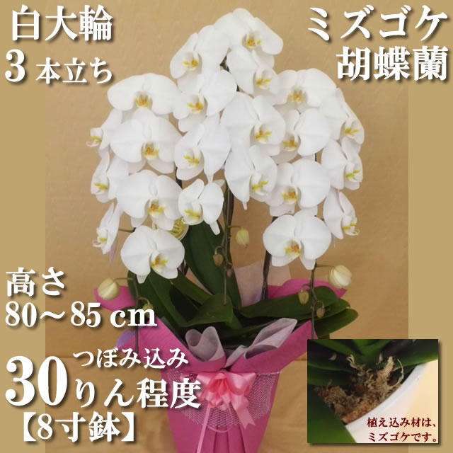 �Ӓ���
