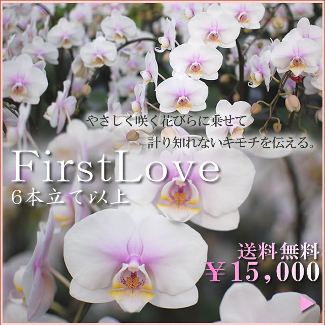 �Ӓ����t�@�[�X�g���u���i�y�[�W��