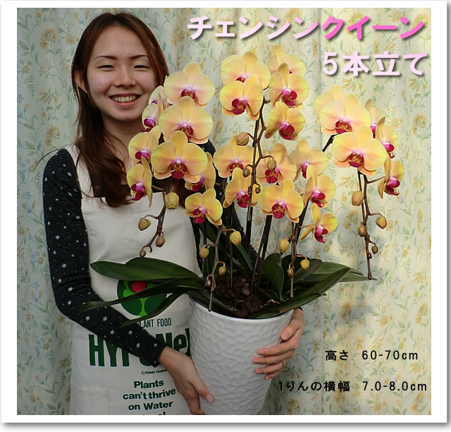 �Ӓ����傫���C���[�W