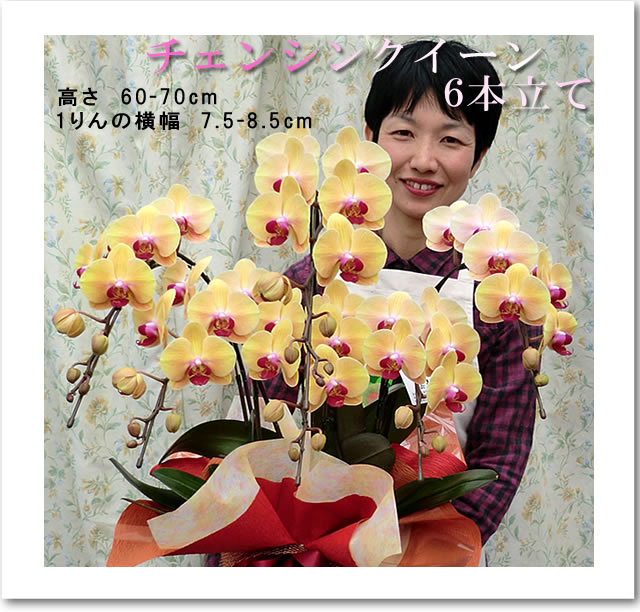 �Ӓ����傫���C���[�W