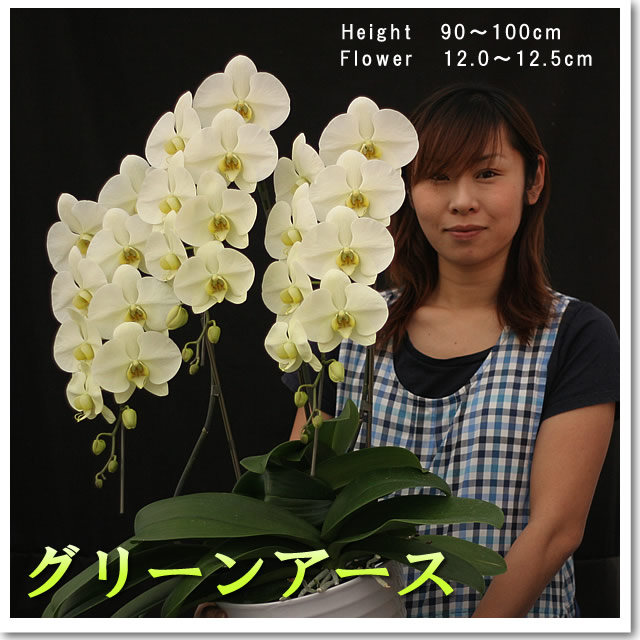 胡蝶蘭の愛華園芸【アンナ6本立て】