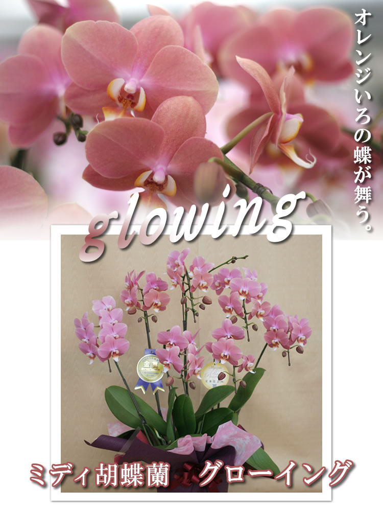 �~�f�B�Ӓ����@�O���[�C���O
