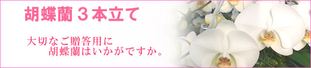 胡蝶蘭3本立