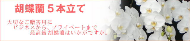 �Ӓ���5�{��