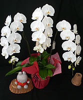 �Ӓ������j