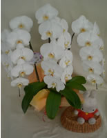 �Ӓ������j