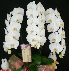 �Ӓ������j����