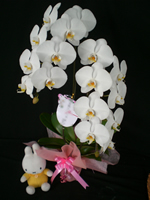 �Ӓ������j���p�x�[�W��