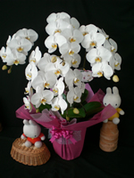 �Ӓ������j���p�s���N