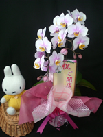 �Ӓ������j���p�s���N
