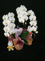 �Ӓ������j���p�x�[�W��