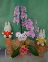 �Ӓ������j���p�I�����W