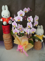 �Ӓ������j���p���F