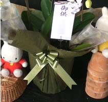 �Ӓ������j���p�_�[�N�O���[��