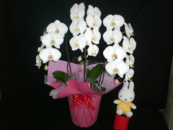 �Ӓ������j���p��