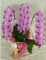 �Ӓ������j���p