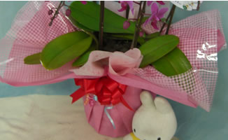 �Ӓ������j���p