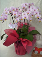 �Ӓ������j���p