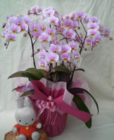 �Ӓ������j���p