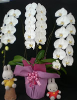 �Ӓ������j���p
