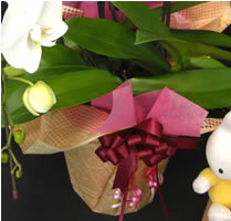 �Ӓ������j���p