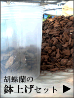 �Ӓ����̔��グ�Z�b�g