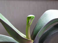 �Ӓ����t����