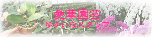 胡蝶蘭 愛華園芸スタッフ紹介