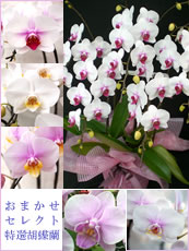 ���I�Ӓ����a