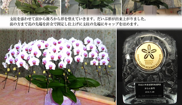 �S���Ԃ��i�]��2012�@���{�t�����[�޻޲Ű��������܎�܁@�Ӓ���